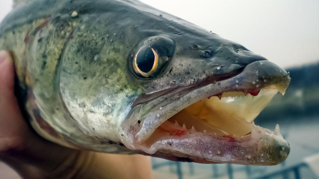 Dvi spiningavimo taktikos. Kai rankos atidirba už kojas