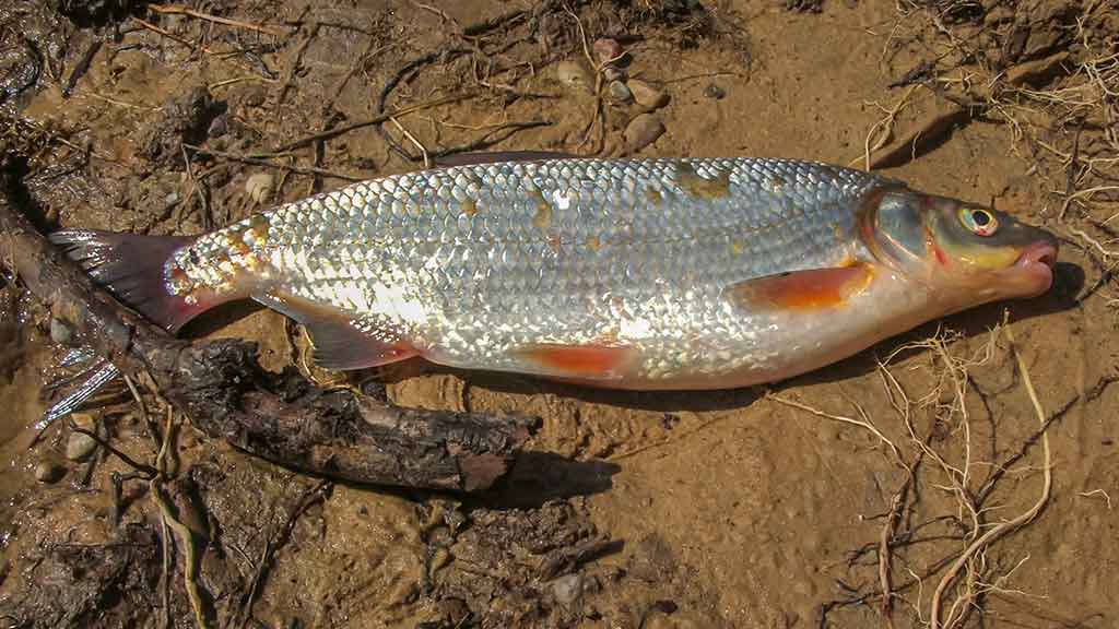 Pavasarinė žiobrių fiesta. Trečia dalis Pavasarinė žiobrių fiesta. Trečia dalis