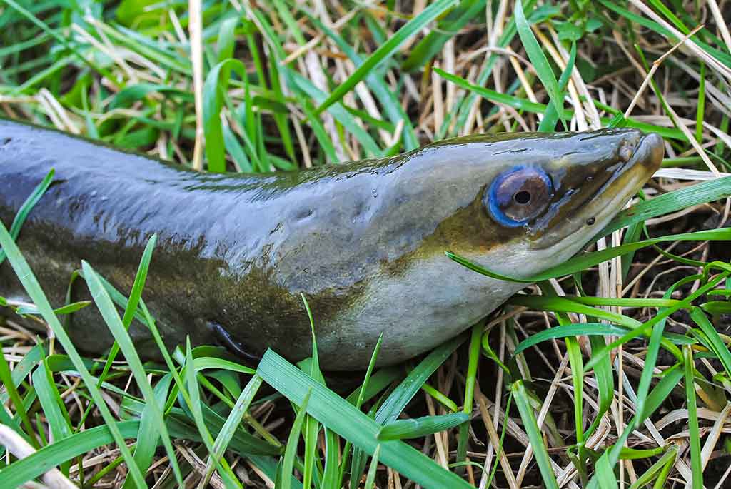 „Balta“ žuvis juodą naktį. Antra dalis „Balta“ žuvis juodą naktį. Antra dalis