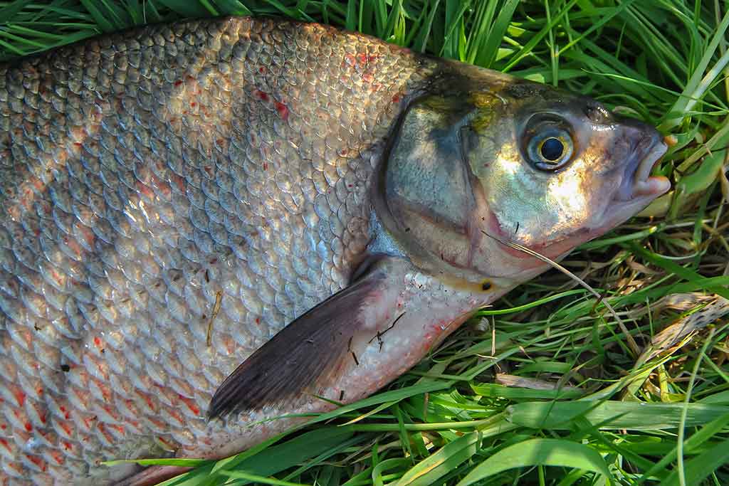 „Balta“ žuvis juodą naktį. Antra dalis „Balta“ žuvis juodą naktį. Antra dalis