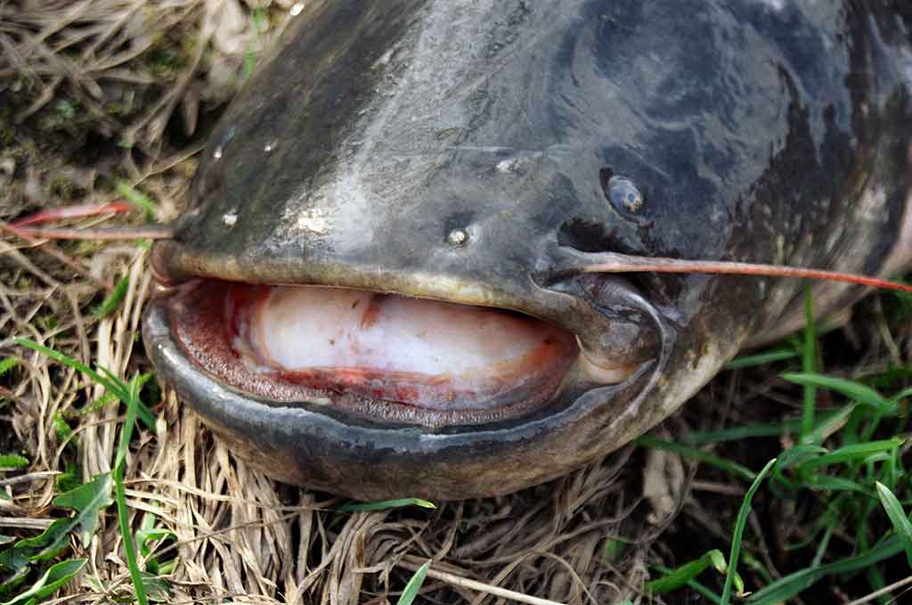 Klasika tapęs metalo gabalėlis. Pirma dalis Klasika tapęs metalo gabalėlis. Pirma dalis