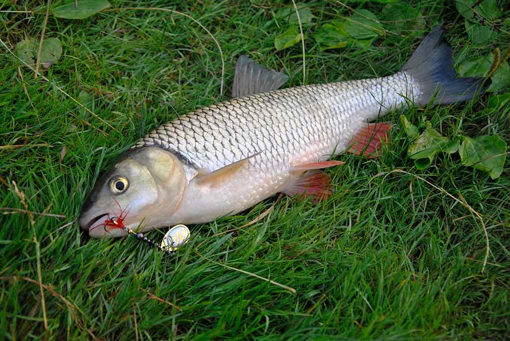 Kaip pagauti šapalą?