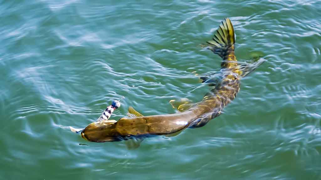 Vidutinio dydžio upės ir lydekų gaudymas