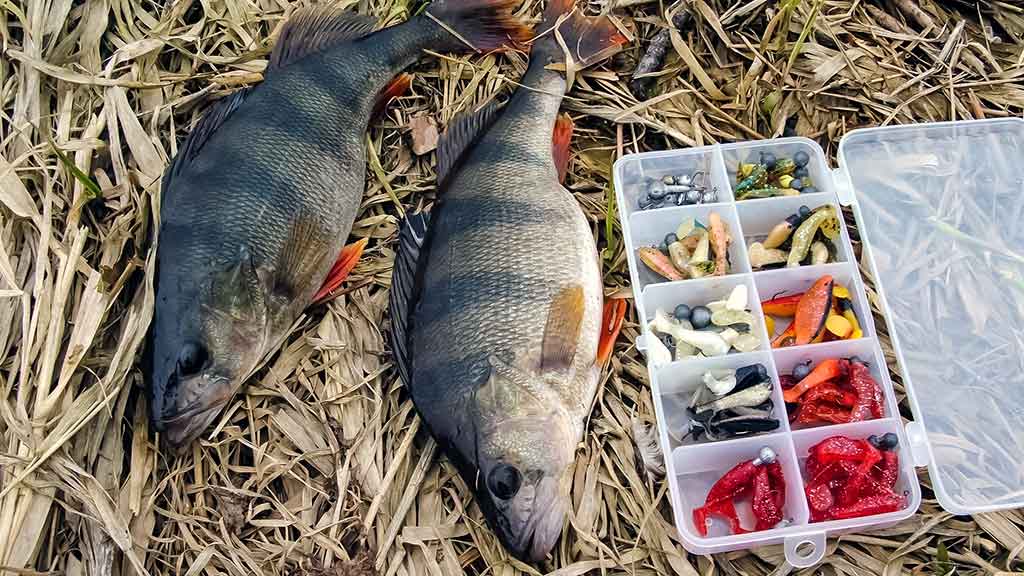 Kaip „reanimuoti“ guminukus Kaip „reanimuoti“ guminukus