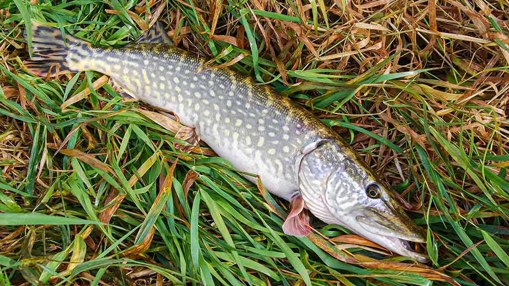 Ieškok lydekų ten, kur... jų nebūna Ieškok lydekų ten, kur... jų nebūna