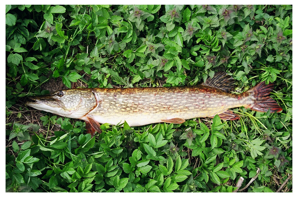 Lydekos vasarą (maždaug nuo birželio vidurio ir visą liepą) taip pat nori smulkesnių voblerių. Ir netgi visai mažų.