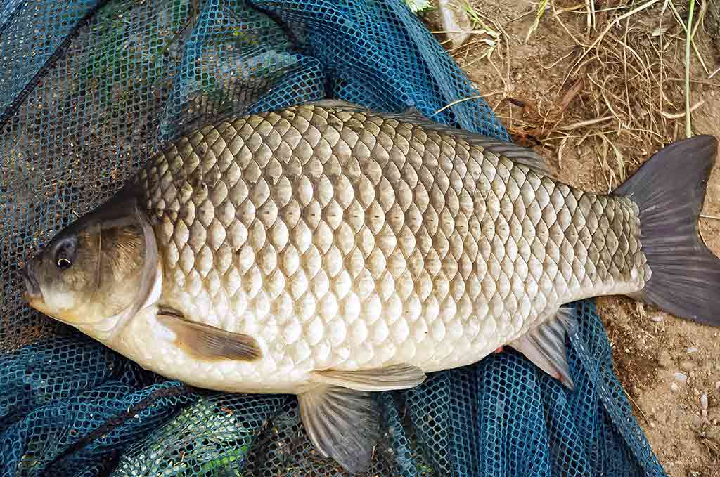 Balų valdovo kaprizai. Antra dalis Balų valdovo kaprizai. Antra dalis