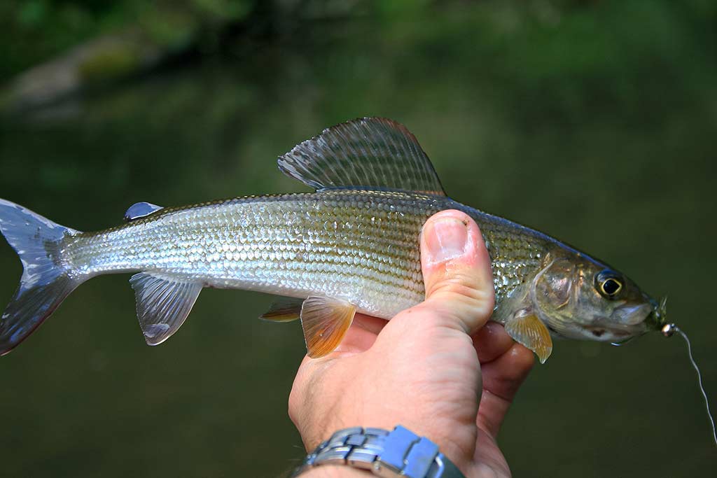 Tarp spiningo ir muselinės Tarp spiningo ir muselinės