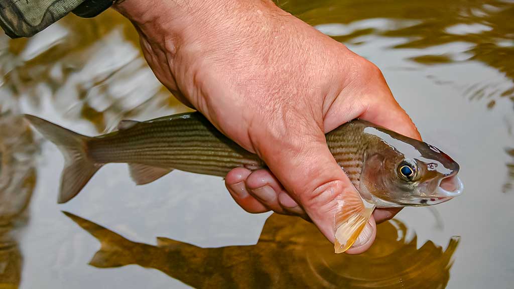Paslaptingi Dubysos vingiai. Bandykime plūdinę Paslaptingi Dubysos vingiai. Bandykime plūdinę