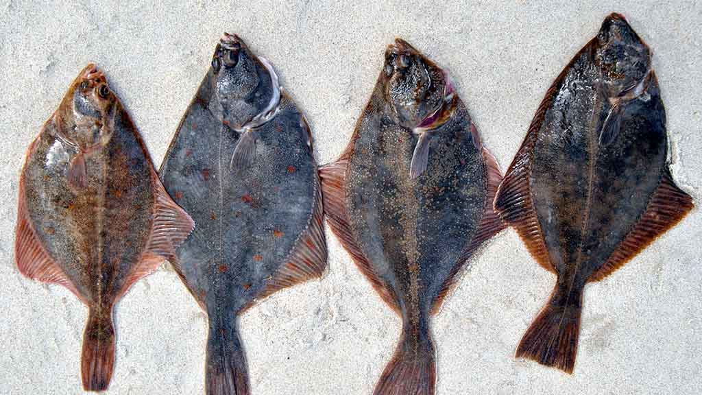 Žūklė dugnine Baltijos priekrantėje. Vietos pasirinkimas, įranga