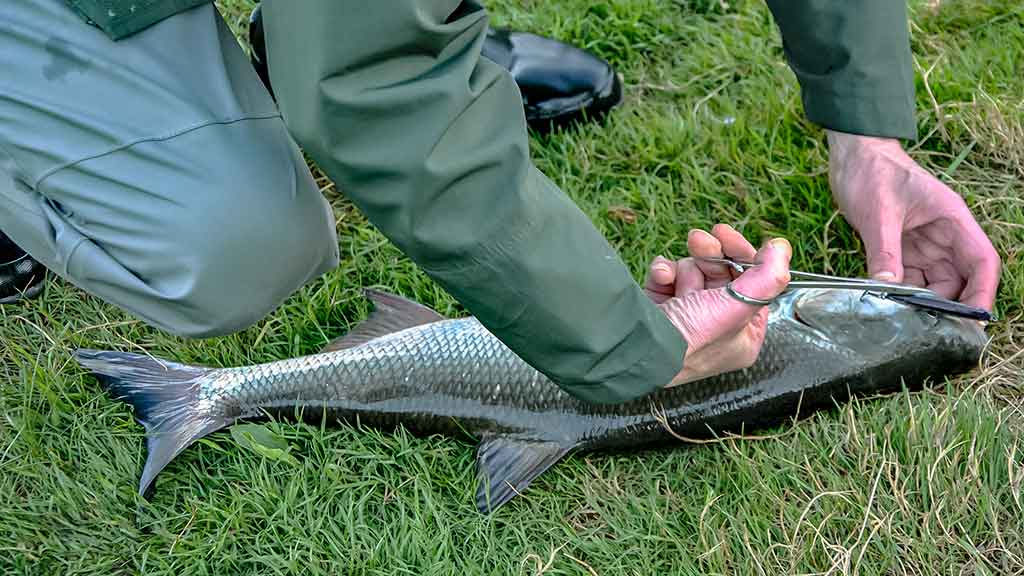 Salačiai ir vobleriai: masalų – daug, o gerų – tik keletas