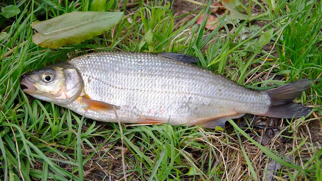 Pirmi ir paskutiniai Dubysos žiobriai. Antra dalis