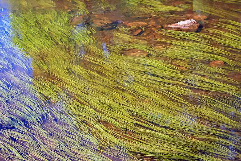 Kaip sugundyti kiršlį