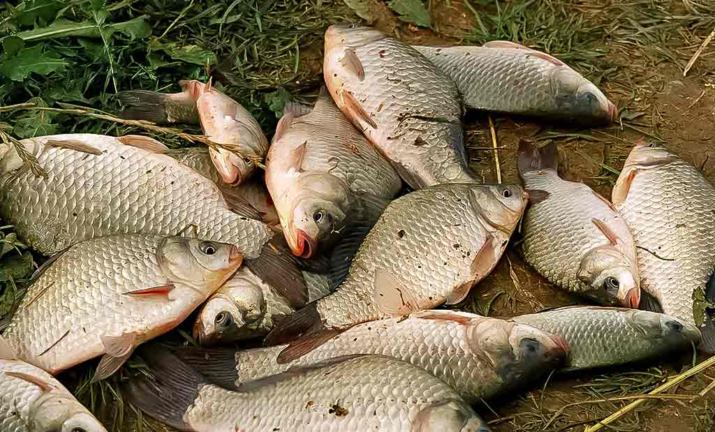 Balų valdovo kaprizai. Pirma dalis Balų valdovo kaprizai. Pirma dalis