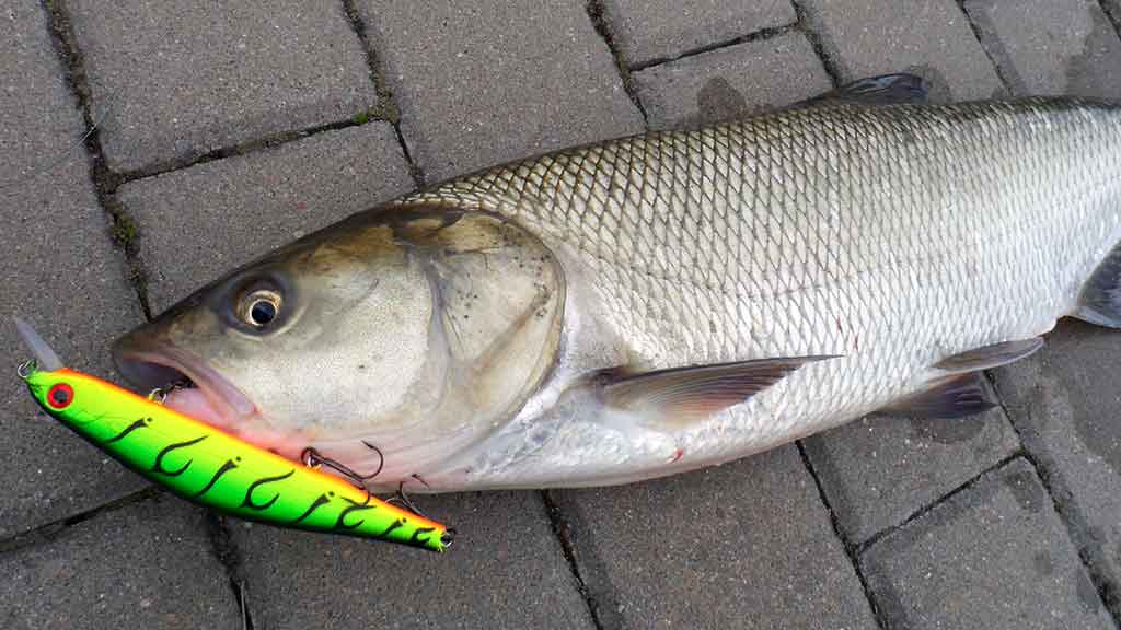 Ar salatis – konservatyvi žuvis? Pirma dalis Ar salatis – konservatyvi žuvis? Pirma dalis