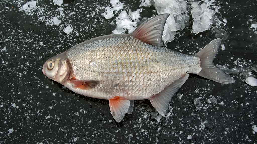 Kaip „pasikinkyti“ ožką Kaip „pasikinkyti“ ožką