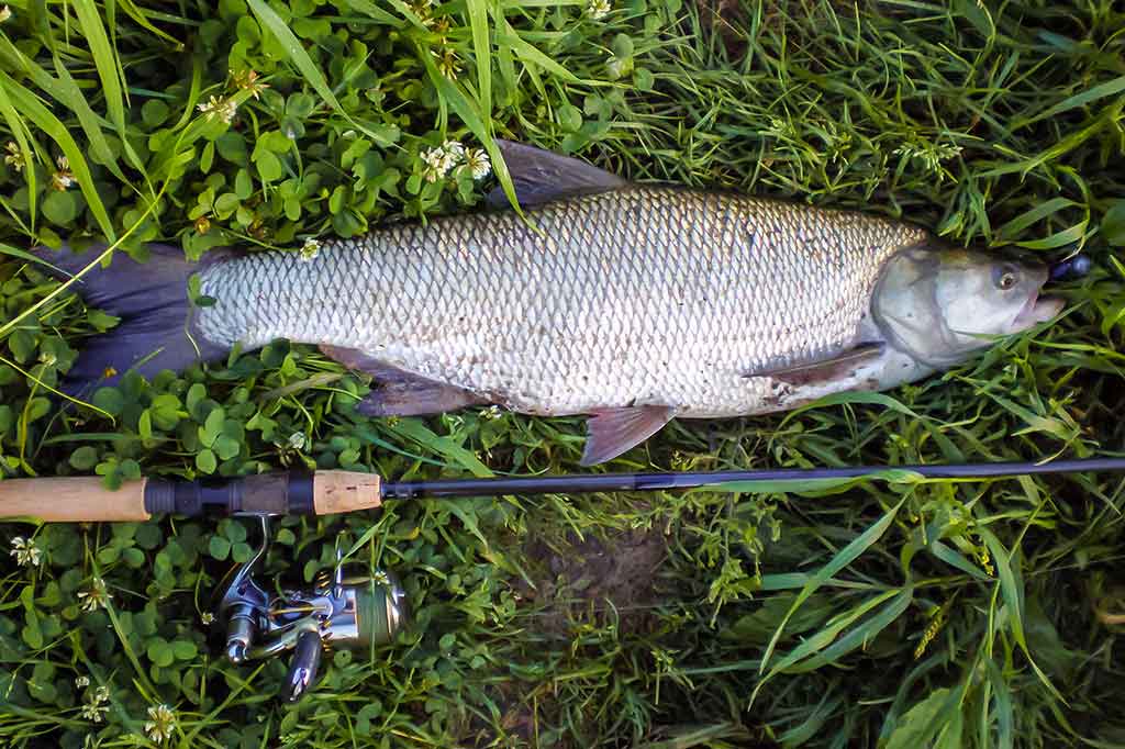 Tvisterių privalumai