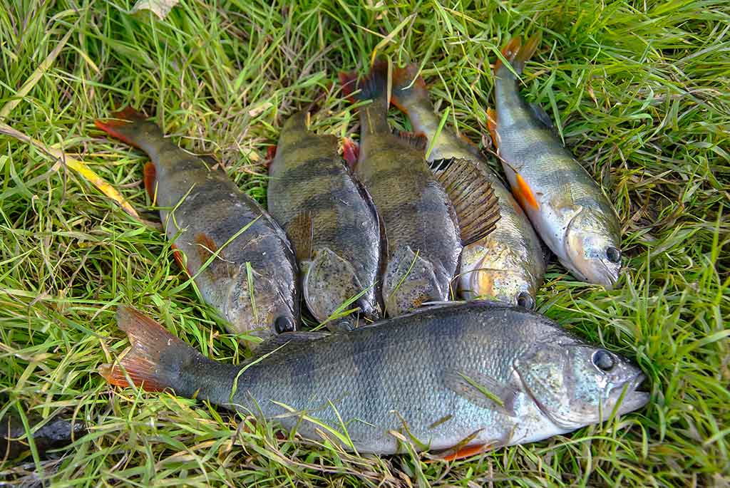 Kaip pagauti prisnūdusį Nevėžio ešerį Kaip pagauti prisnūdusį Nevėžio ešerį