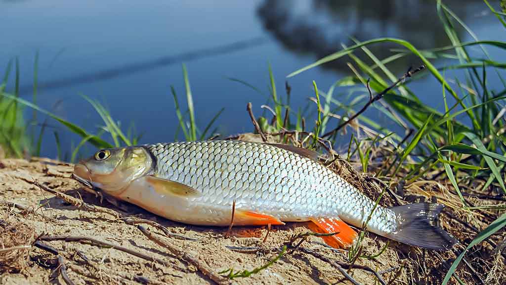 Tiny – kryptis į srovės širdį. Pirma dalis Tiny – kryptis į srovės širdį. Pirma dalis