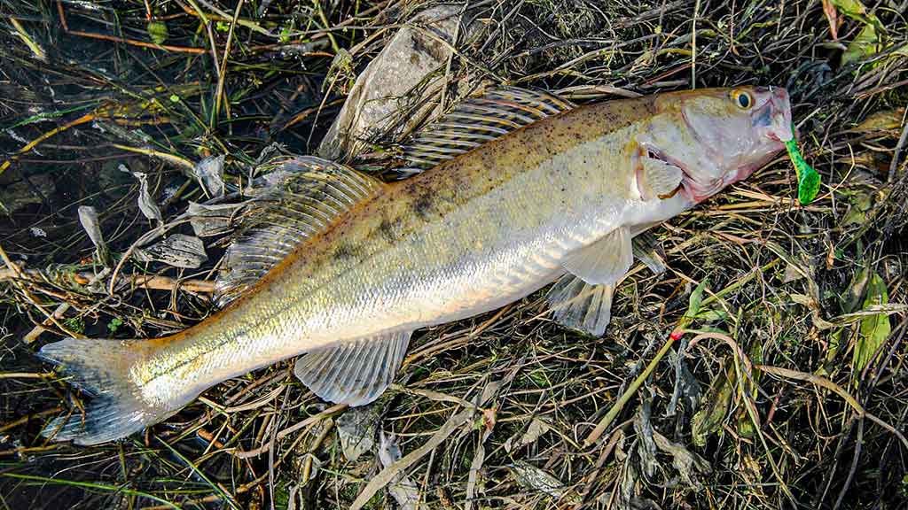 Sterkai iš tvenkinio dugno