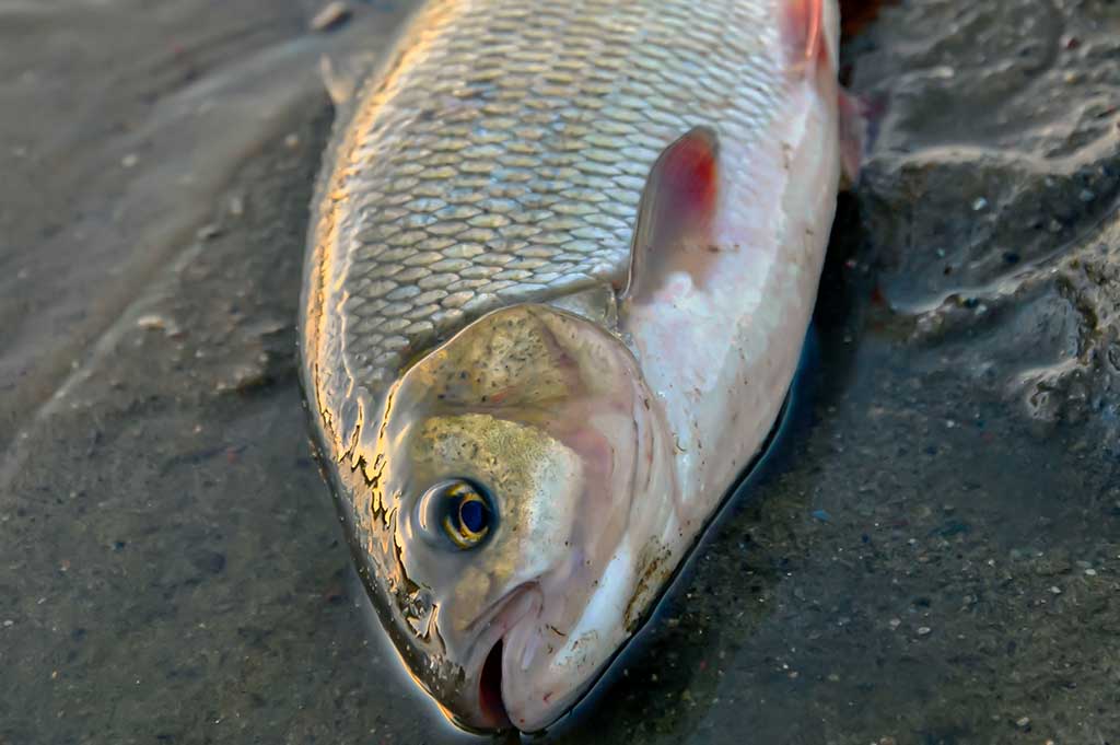 Dar šis bei tas apie kabliukus. Antra dalis Dar šis bei tas apie kabliukus. Antra dalis