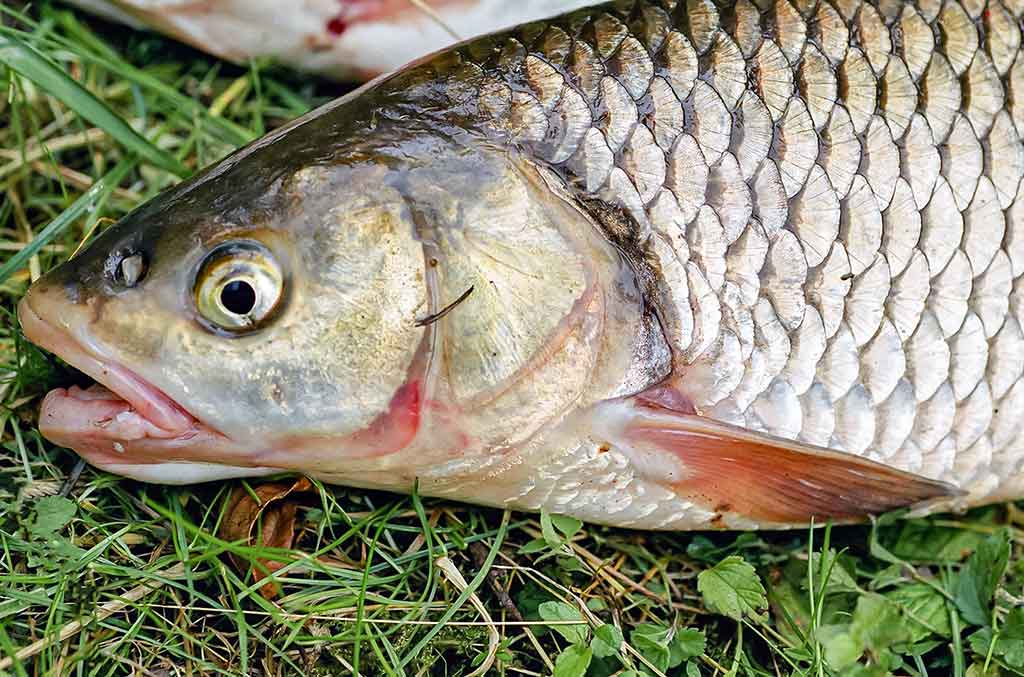 Meškeriojimas plūdine, kur gilu ir sraunu. Antra dalis