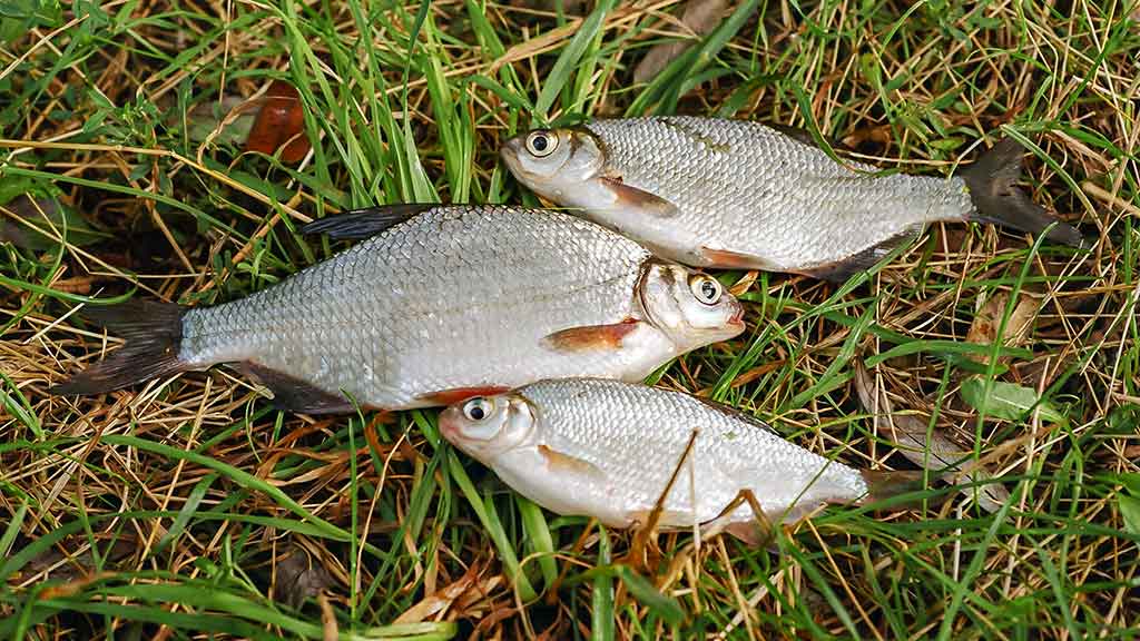 Meškeriojimas plūdine, kur gilu ir sraunu. Antra dalis