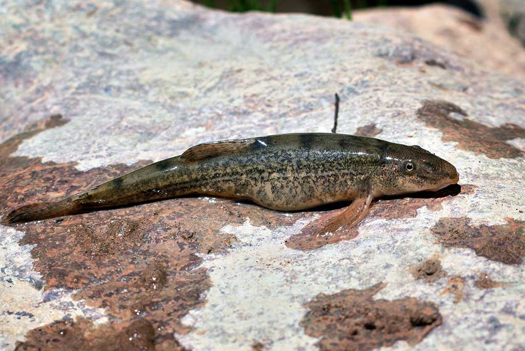 O čia tai bent (39)