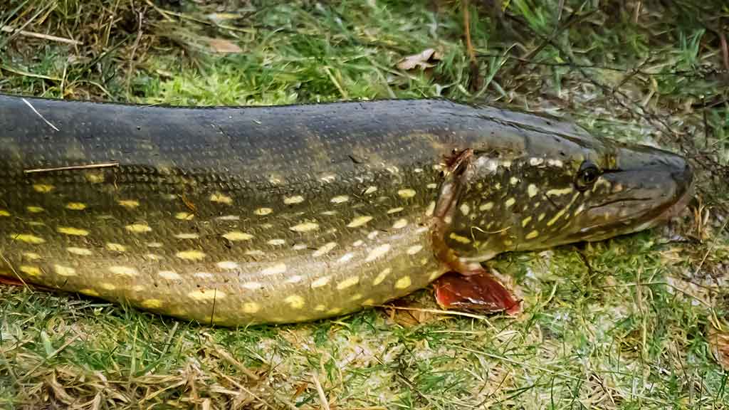 Lydekas – lydekomis. Apie žuvis kanibales