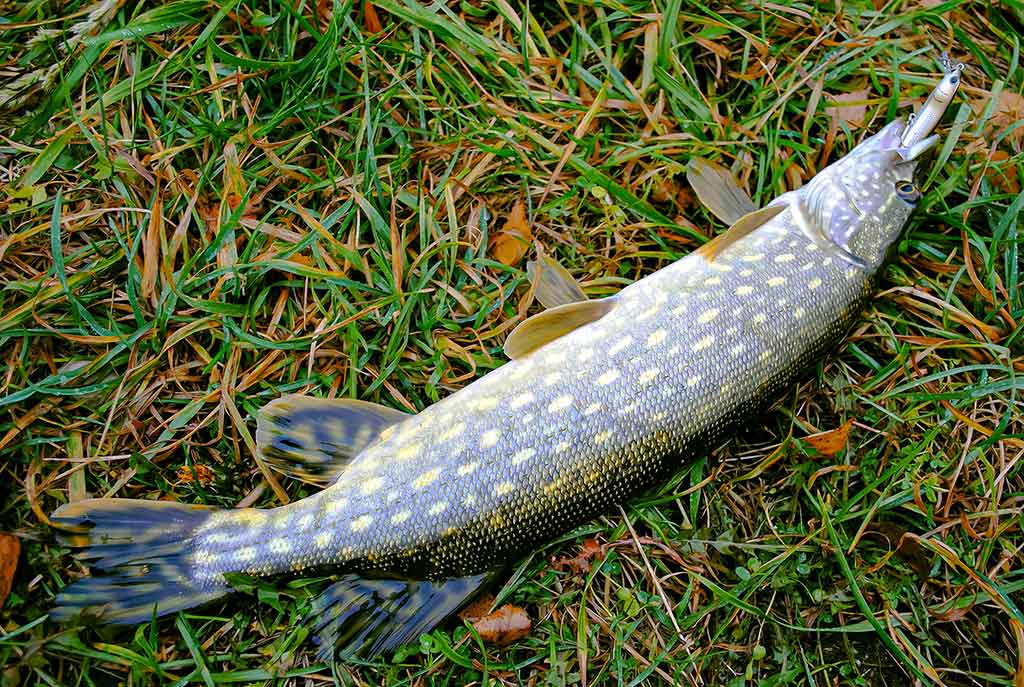 Pakibęs vandens storymėje. Antra dalis Pakibęs vandens storymėje. Antra dalis