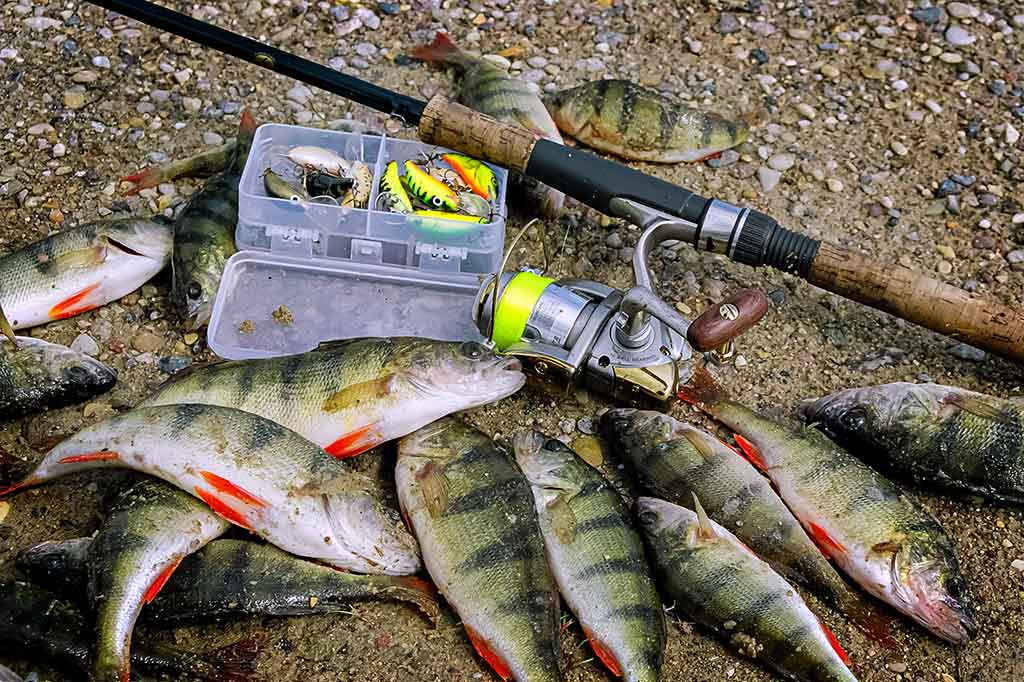 Kodėl sugenda ritės?