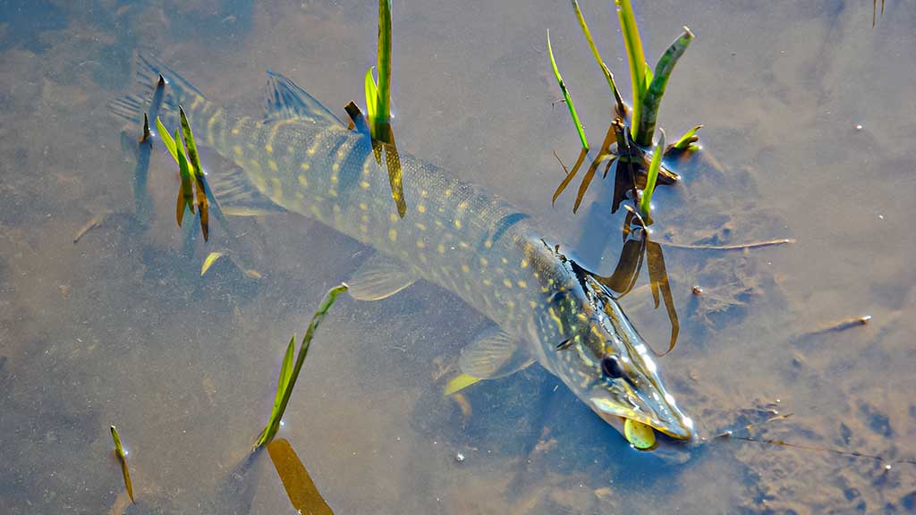 Išsamiai apie membranines bridkelnes. Pirma dalis