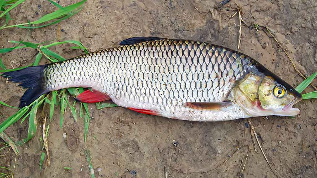 Dviejų uodegėlių fenomenas. Trečia dalis Dviejų uodegėlių fenomenas. Trečia dalis