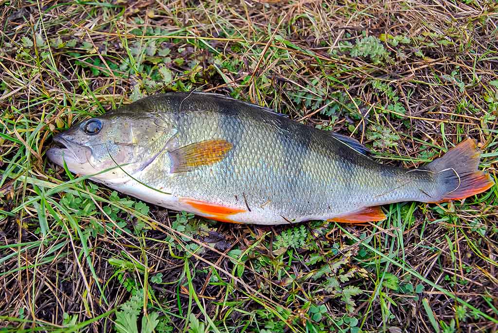 Neįprasta vasara. Pirma dalis Neįprasta vasara. Pirma dalis