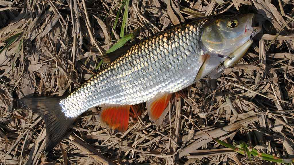 Ar sunku išmokti spiningauti? Pirma dalis Ar sunku išmokti spiningauti? Pirma dalis