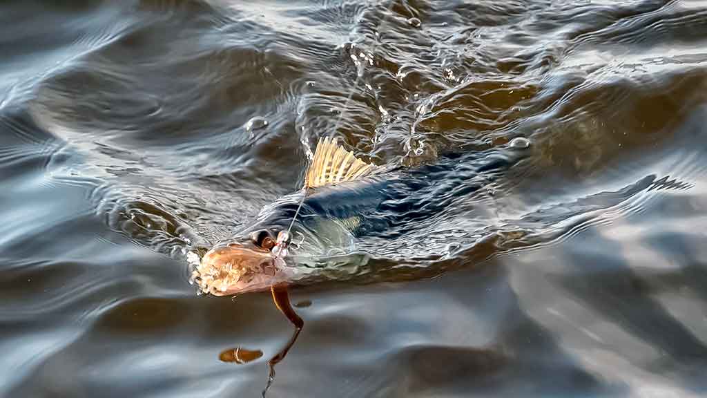 Tvenkinių sterkai įpusėjus rudeniui Tvenkinių sterkai įpusėjus rudeniui