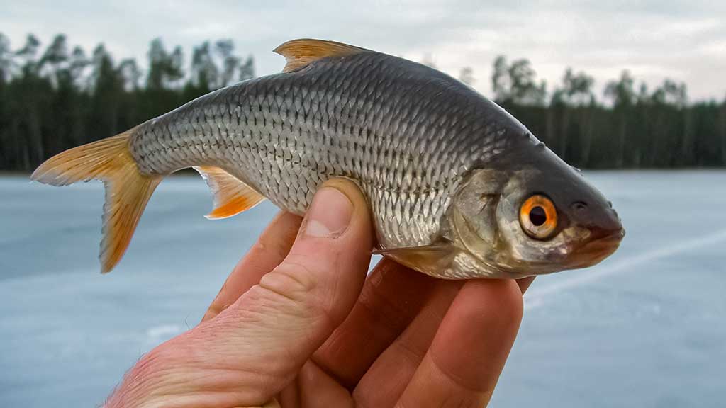 Kaip „pasikinkyti“ ožką Kaip „pasikinkyti“ ožką