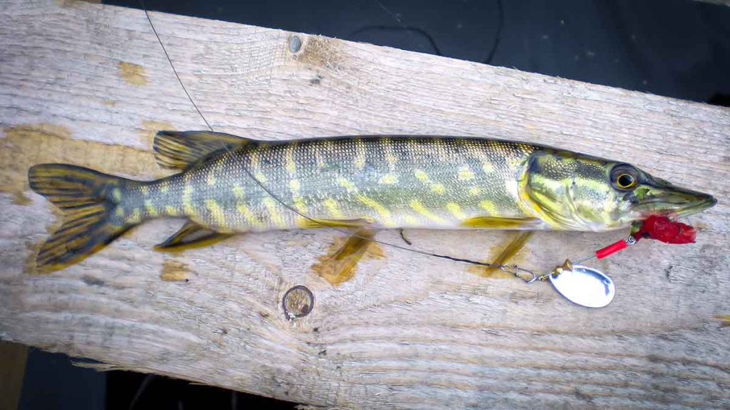 Nepailstanti žuvų viliotoja. 2 dalis