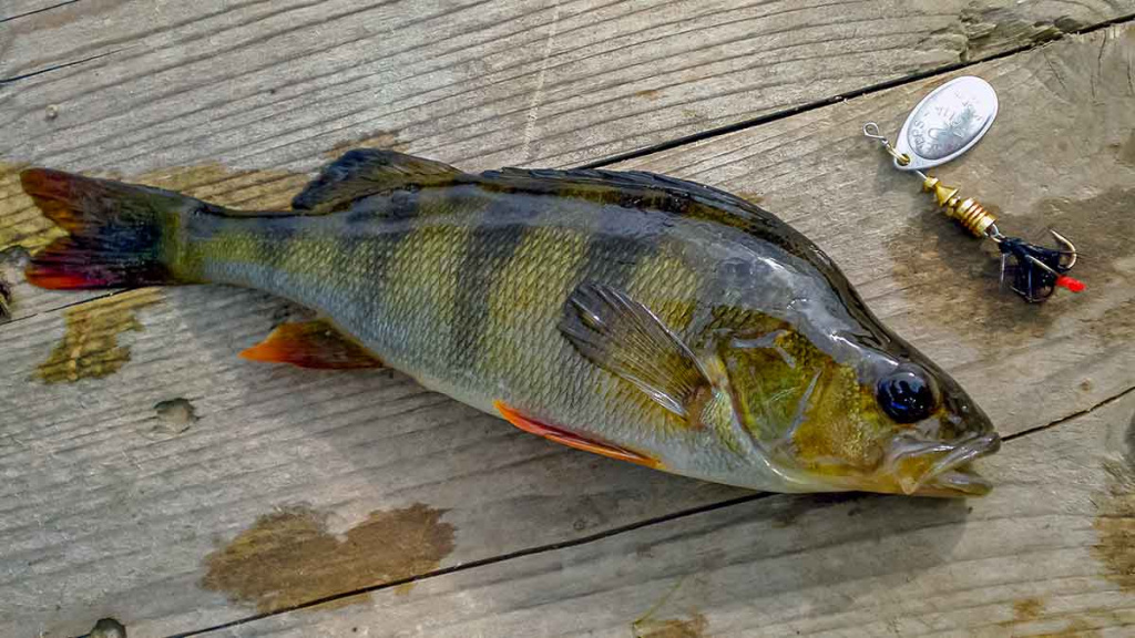 Mepps – tai žvejybinė klasika Mepps – tai žvejybinė klasika