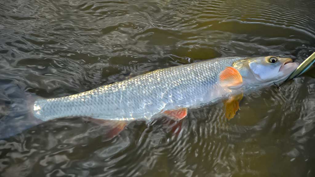 Su vobleriais rudenio naktį Su vobleriais rudenio naktį