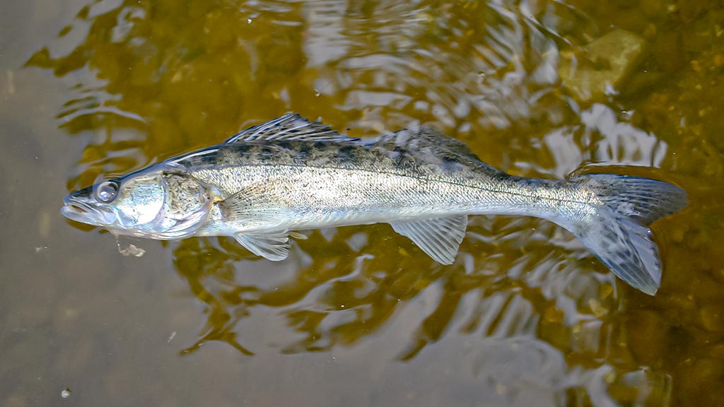 Žiemos gudrybes prisiminus. Antra dalis