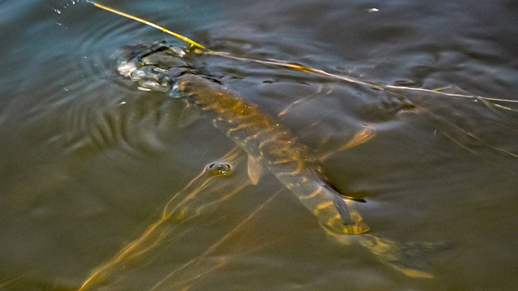Su vobleriais rudenio naktį Su vobleriais rudenio naktį
