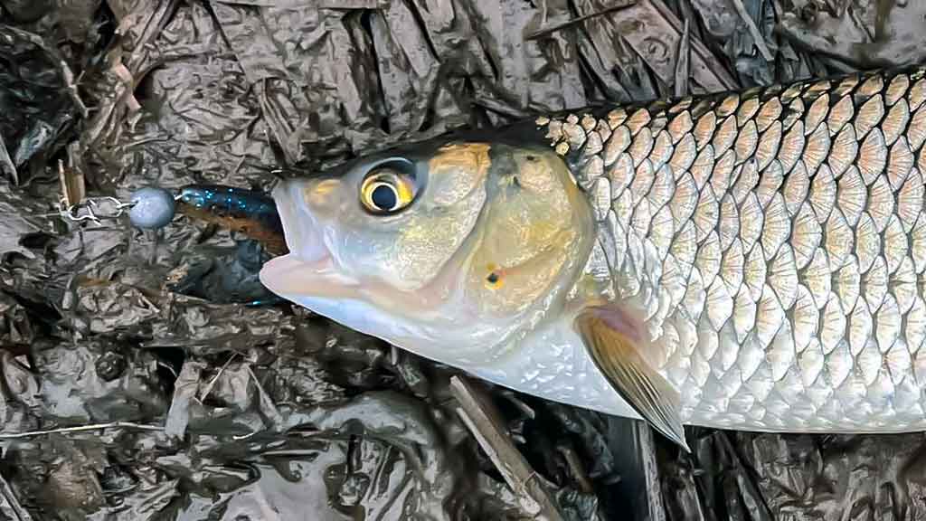 Kaip pagauti šapalą? Kaip pagauti šapalą?