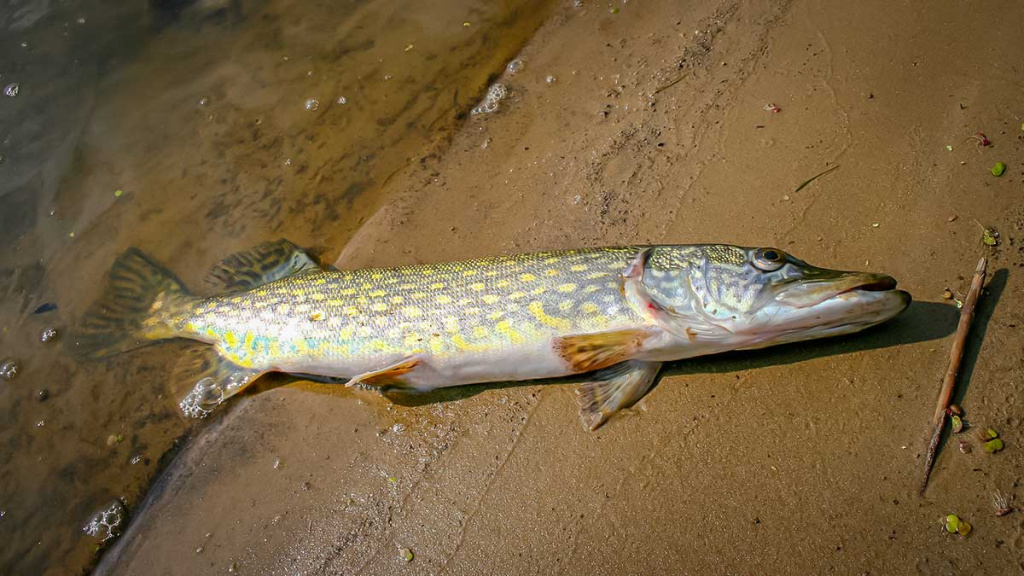 Dambologija. Pirma dalis Dambologija. Pirma dalis