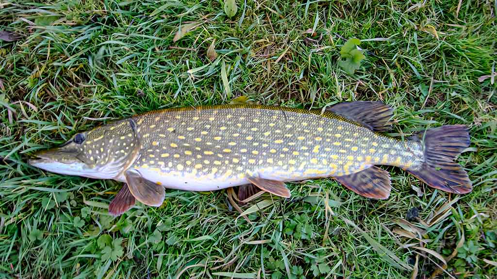 Ten, kur tekėjo upelis. Pirma dalis Ten, kur tekėjo upelis. Pirma dalis