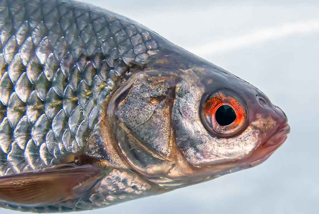 Kaip pagauti kuoją?