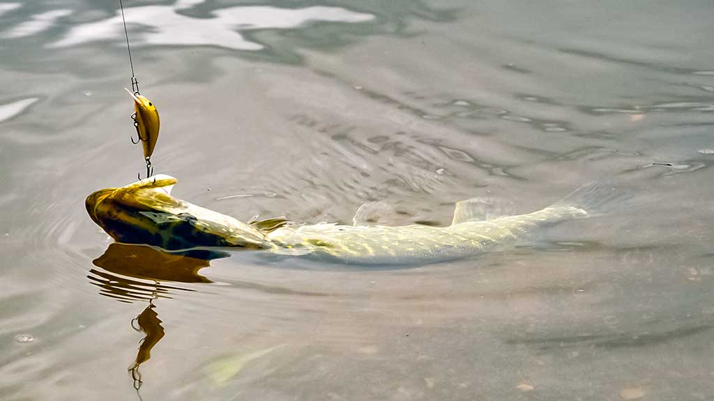 Kodėl spiningaujama įsibridus