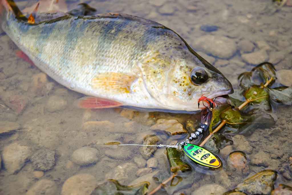 Kaip pagauti ešerį? Kaip pagauti ešerį?