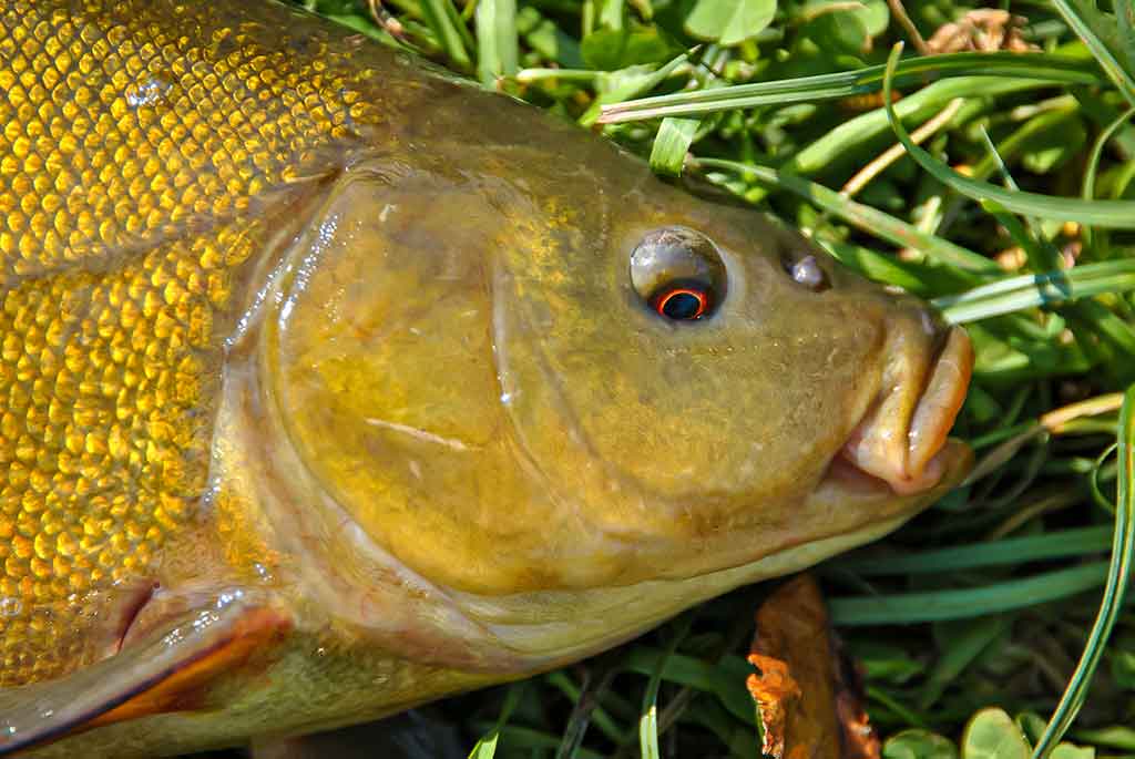 Kaip pagauti lyną? Kaip pagauti lyną?