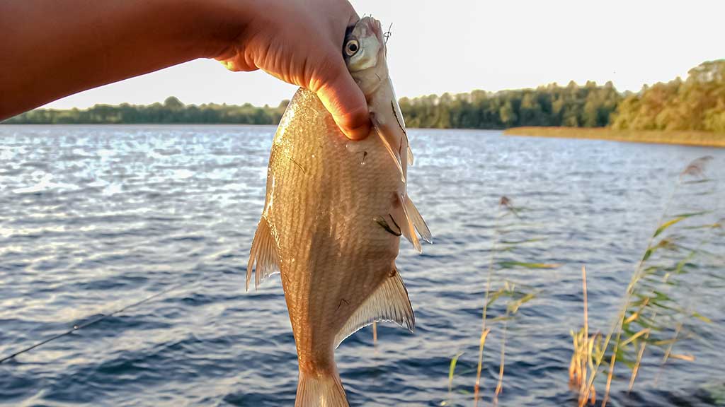 Meškeriojimas su waggler. Adapteriai, stop mazgai, plūdžių antenos